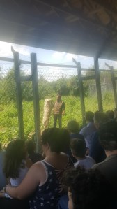 man-with-wolf-wolf-hollow-ipswich-ma