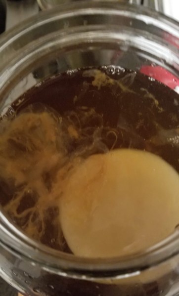 Kombucha Scoby in Jar