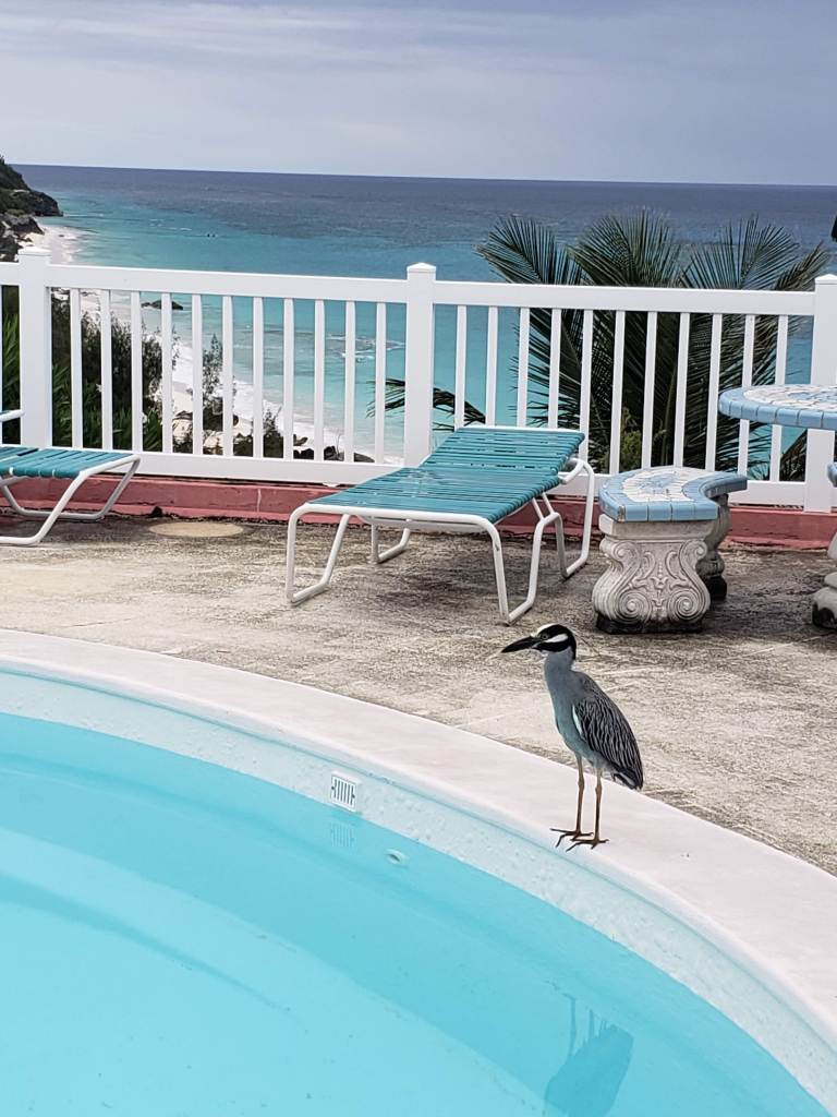 bird-pool-marley-beach-cottages