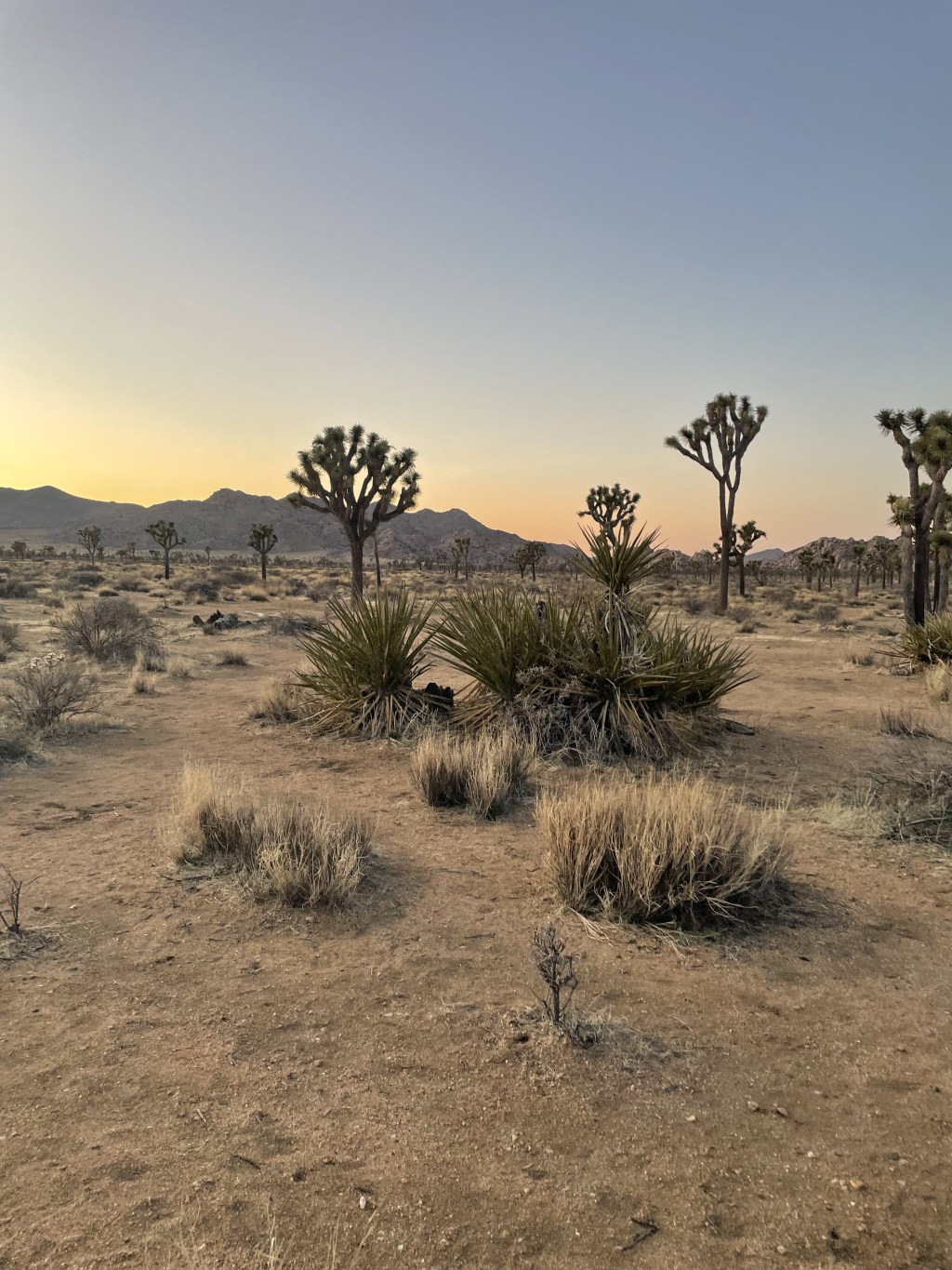 One Week in the Palm Springs Area: Joshua Tree National Park & La Quinta&nbsp;Resort